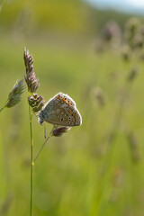 Brown argus butterfly on a plant .