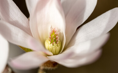 Obraz premium Close up of magnolia flowers with white and pink petals. Photographed with a macro lens. Magnolia trees flower for about three days a year in springtime.