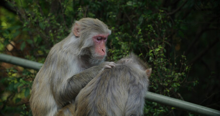 Monkey delousing with other monkey