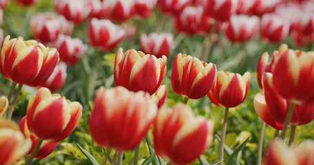 Red and yellow tulip flower garden park