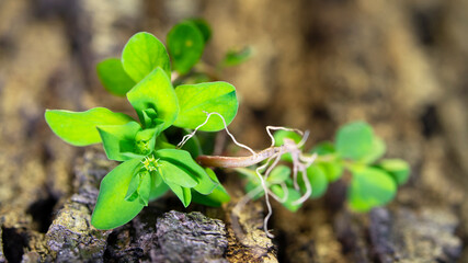 Close-up view of the green plant on natural bark