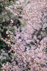 Sakura blooming. Cherry Blossom in Springtime. Beautiful pink flowers. blooming garden and blossoming flowers on the tree. copy space. selective focus and blurred background