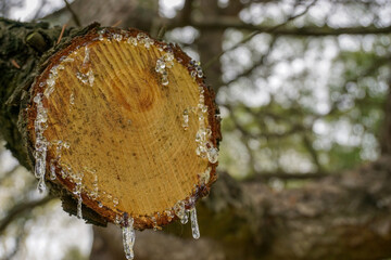 tree resin on a pruned log