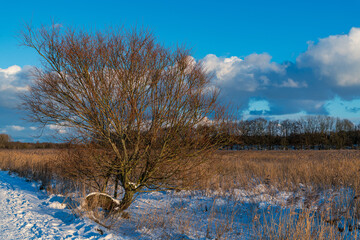 Winter im Naturschutzgebiet Schellbruch an der Trave
Schleswig Holstein