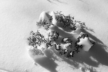 Bäumchen im Schnee