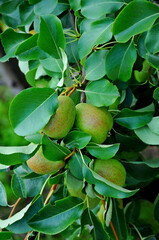 ripe pears