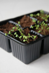Young plant sprouts in the ground. Seedling. Gardening.