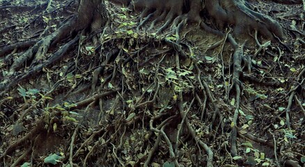 closeup photograph of many substantial exposed beech tree roots