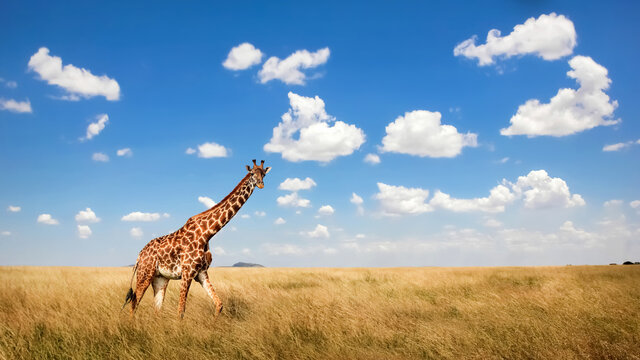 African giraffe in the savannah. Africa. Tanzania. Serengeti National Park.