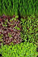 Microgreen of wheat, amaranth, beets and basil close up. Texture of green stems and leaves. Different types of sprouts.