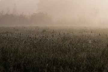 Obraz na płótnie Canvas Świt na polanie i łąka, mroczny klimat, ostoja zwierząt i rezerwat przyrody, poranne mgły