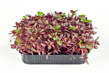 Amaranth microgreen isolated on a white background. Texture of red leaves close up.