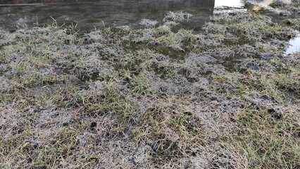 Frost on the grass in the cold season. Grass under the snow in spring time. Rime on grass close-up. Late autumn or early winter landscape. Spring frosts.
