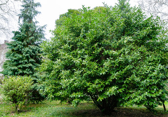 Beginning of cherry laurel (Prunus laurocerasus) flowering. Big lush tree with evergreen leaves in Arboretum Park Southern Cultures in Sirius (Adler).
