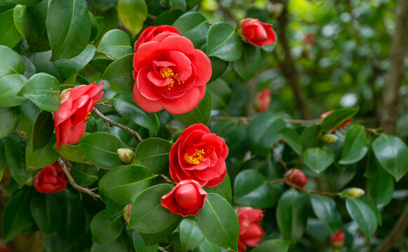 Japanese Camellia (Camellia japonica) in sunny spring day in Arboretum Park Southern Cultures in Sirius (Adler). Red rose-like blooms camellia flower and buds with evergreen glossy leaves on shrub.