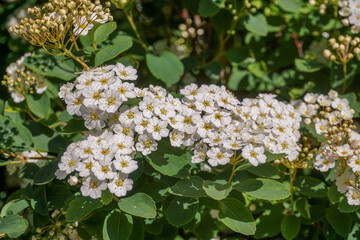 VARIETY OF FLOWERS, PLANTS AND TREES IN THE BOTANICAL GARDEN OF BARAKALDO