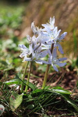 Fading Scilla mischtschenkoana in the rays of the sun.