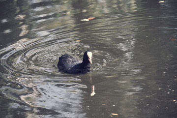 Foulque nageant sur le lac .