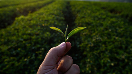 Close-up hand picking tea leaf  in organic green tea farm at early moring