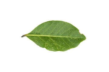 Fototapeta na wymiar Bay leaf isolated on white background top view