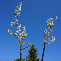 VARIETY OF FLOWERS, PLANTS AND TREES IN THE BOTANICAL GARDEN OF BARAKALDO