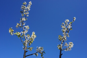 VARIETY OF FLOWERS, PLANTS AND TREES IN THE BOTANICAL GARDEN OF BARAKALDO