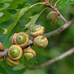 Früchte der Sumpf-Eiche, Quercus palustris