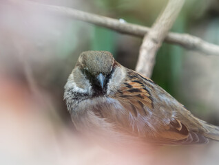 A sparrow sits in a bush relaxing at spring