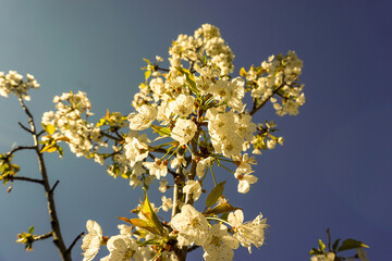 VARIETY OF FLOWERS, PLANTS AND TREES IN THE BOTANICAL GARDEN OF BARAKALDO