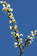 VARIETY OF FLOWERS, PLANTS AND TREES IN THE BOTANICAL GARDEN OF BARAKALDO