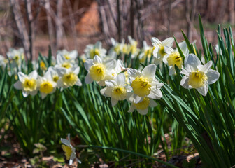 Fototapeta premium daffodils in spring