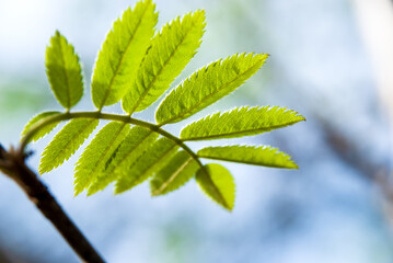 Young spring leaves of mountain ash on a blurred natural background.