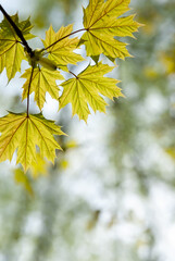 Young spring maple leaves on a blurred natural background.