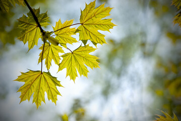 Young spring maple leaves on a blurred natural background.