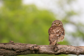 Little owl sitting alone on a tree branch. Waiting for food.