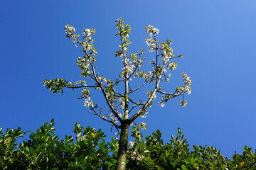 VARIETY OF FLOWERS, PLANTS AND TREES IN THE BOTANICAL GARDEN OF BARAKALDO