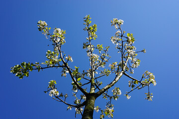 VARIETY OF FLOWERS, PLANTS AND TREES IN THE BOTANICAL GARDEN OF BARAKALDO