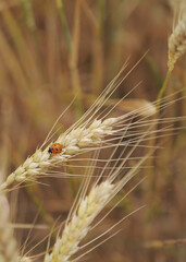 lady bug on wheat