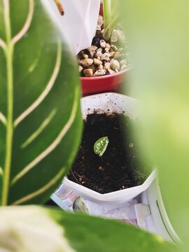 baby plant