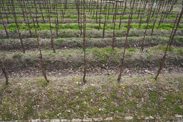 Vineyard in early spring before the arrival of warm weather - March, 2021