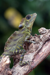Angle head lizard ( Gonocephalus bornensis ) on a tree trunk