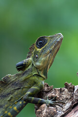 Angle head lizard ( Gonocephalus bornensis ) on a tree trunk