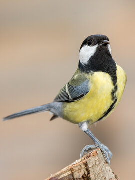 Great tit is looking, and showing himself.