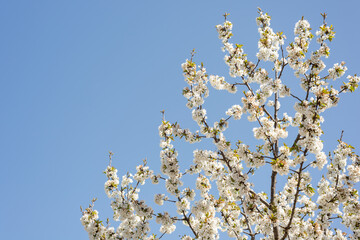Cherry tree branch blooming with white flowers on a background of blue sky. Springtime. 