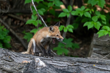 Red fox kit yawns after waking up from its summer evening nap - on a log with a green leafy background
