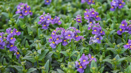Deep blue Nemesia, a genus of annuals, perennials, and sub-shrubs. Popular cultivated ornamental plant. Flowers for parks, gardens