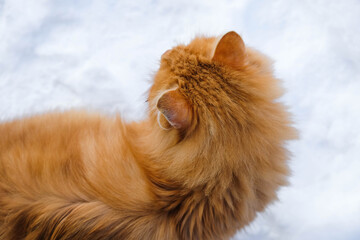 Fluffy red cat walks in the snow. Thick fur in winter. Copy space. 