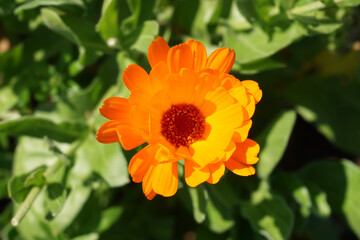 VARIETY OF FLOWERS, PLANTS AND TREES IN THE BOTANICAL GARDEN OF BARAKALDO