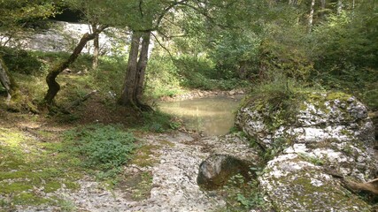 Obraz premium stream in the forest