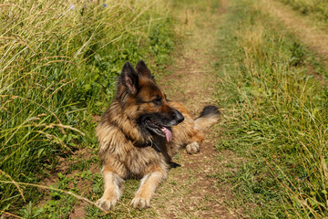 German shepherd dog lies in a field on the grass. The dog stuck out its tongue from the heat.